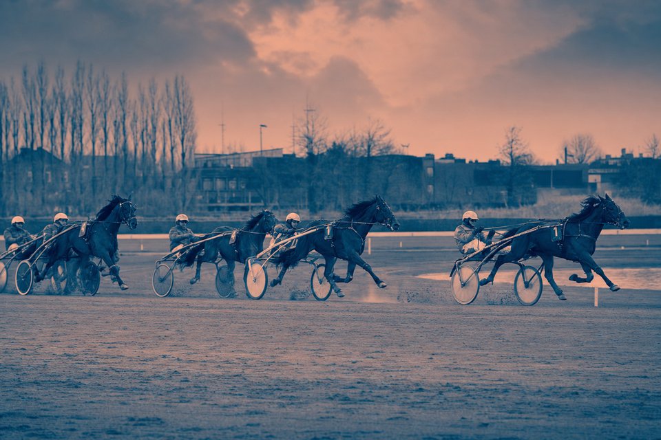 Drafsport op een Belgische hippodroom, paarden door het achterste rechte stuk